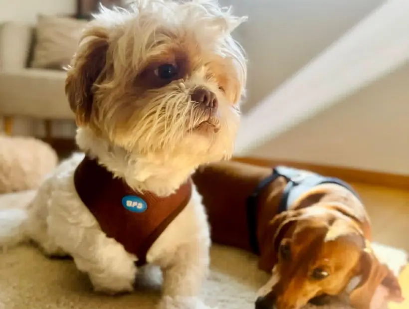 Dois cães descansados em casa, sobre o tapete