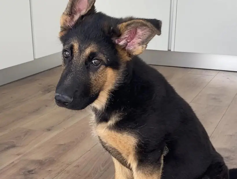 Cachorro de pastor alemão sentado em casa