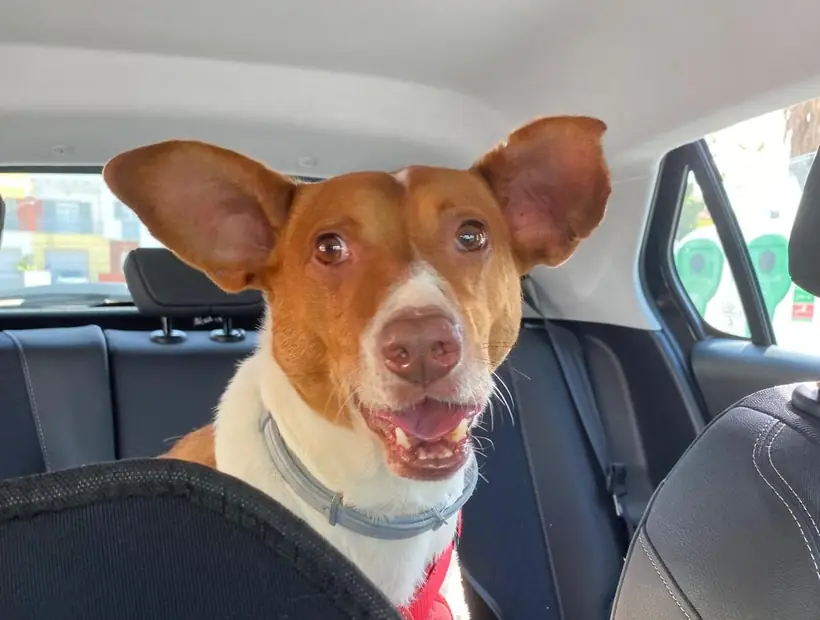 Cão descontraído no banco de trás do carro