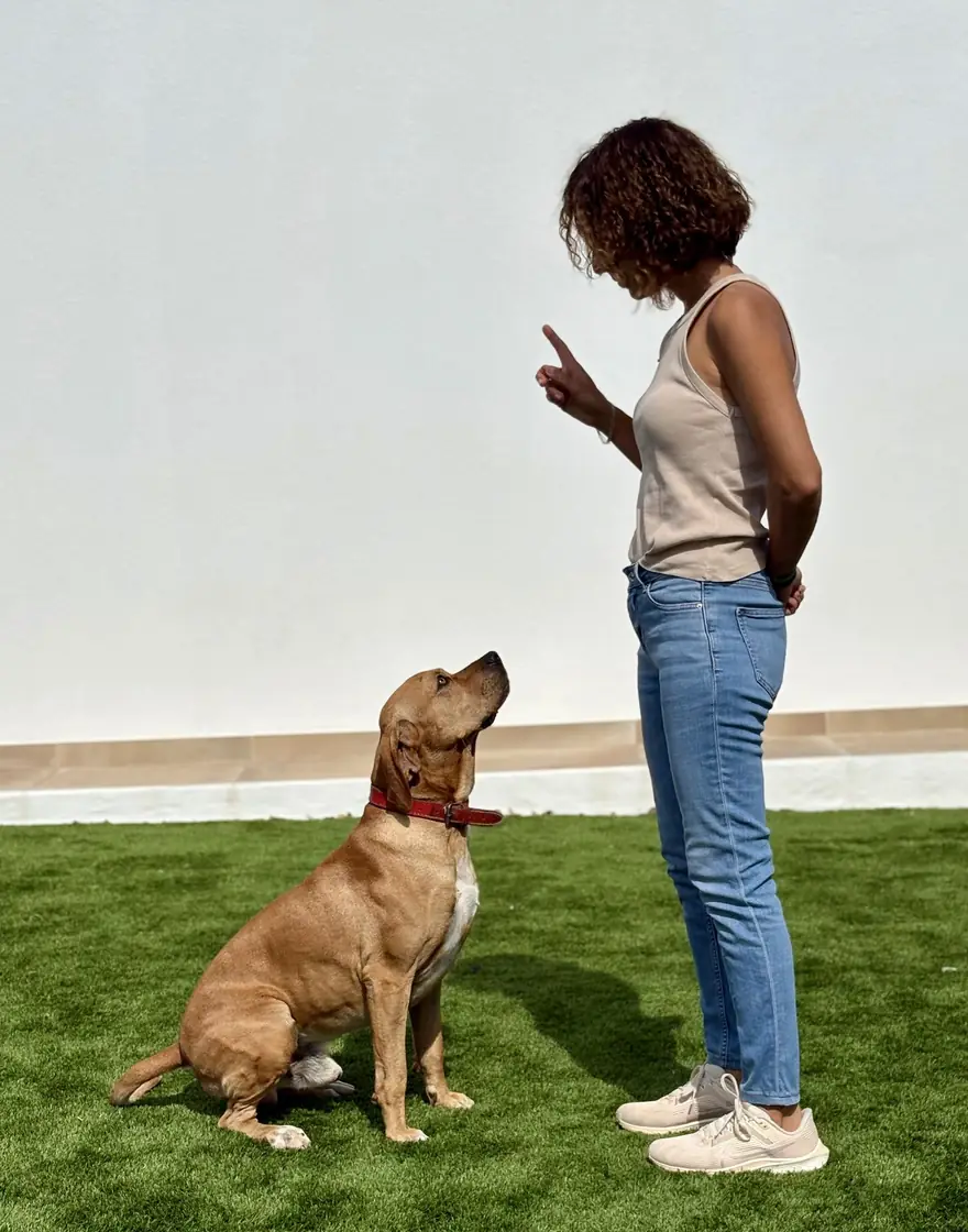 Inês Almeida a treinar com o Chase, sentado a olhar para ela