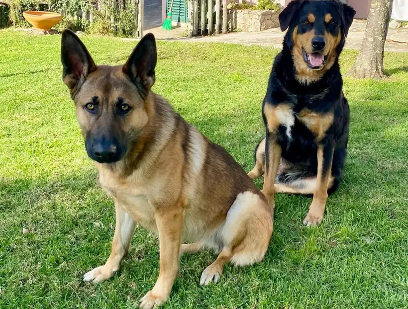 Dois cães sentados em espera no jardim