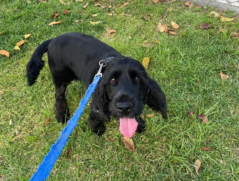 Cocker preto em passeio com a trela solta